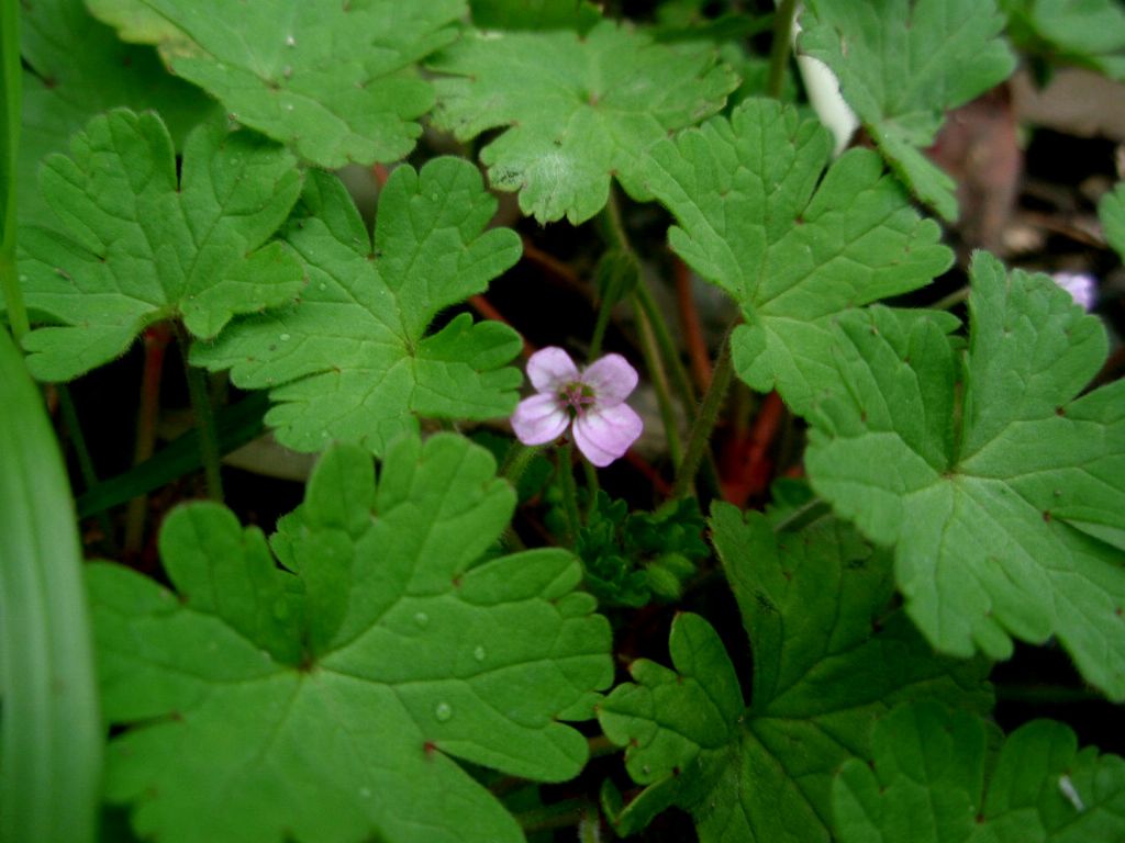 Geranium rotundifolium